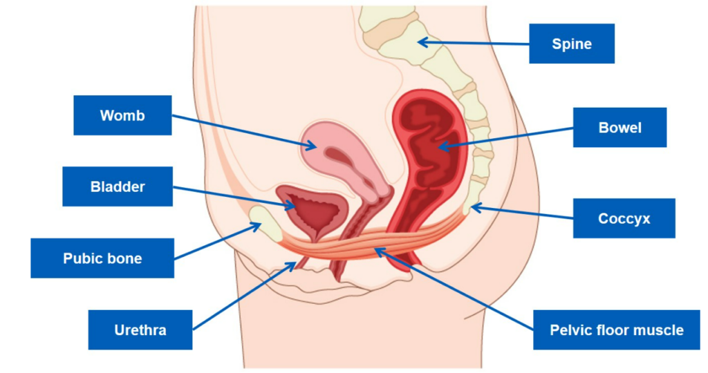 PelvicFloor Passion Dome