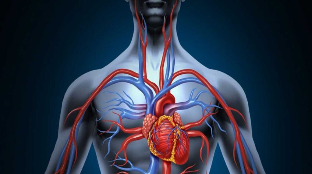 bloodcirculation Passion Dome